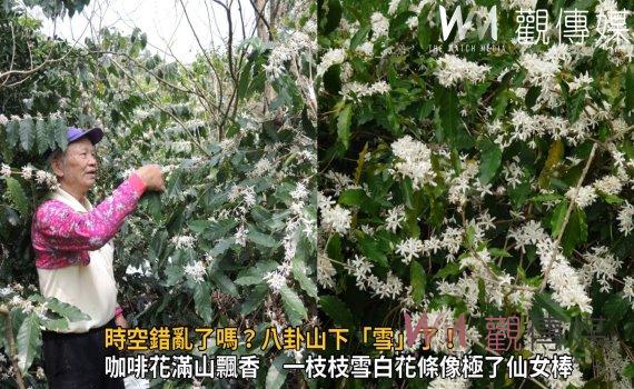 影/時空錯亂了嗎?八卦山下「雪」!咖啡樹大爆「花」