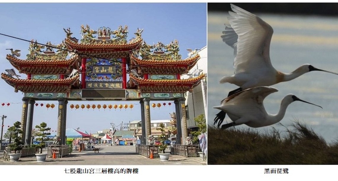 龍山宮的兩隻黑面琵鷺