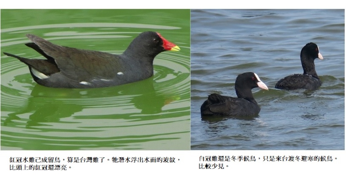 水上飛「雞」有兩種 一種是留鳥、一種是候鳥