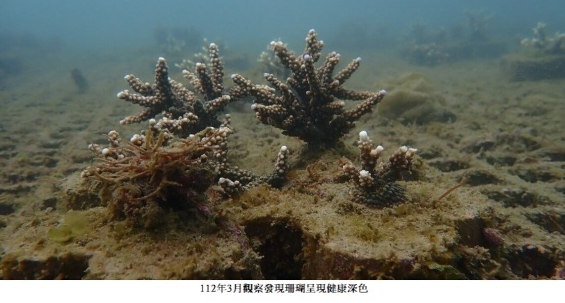 和美漁港珊瑚復育有成 珊瑚寶寶長大啦!