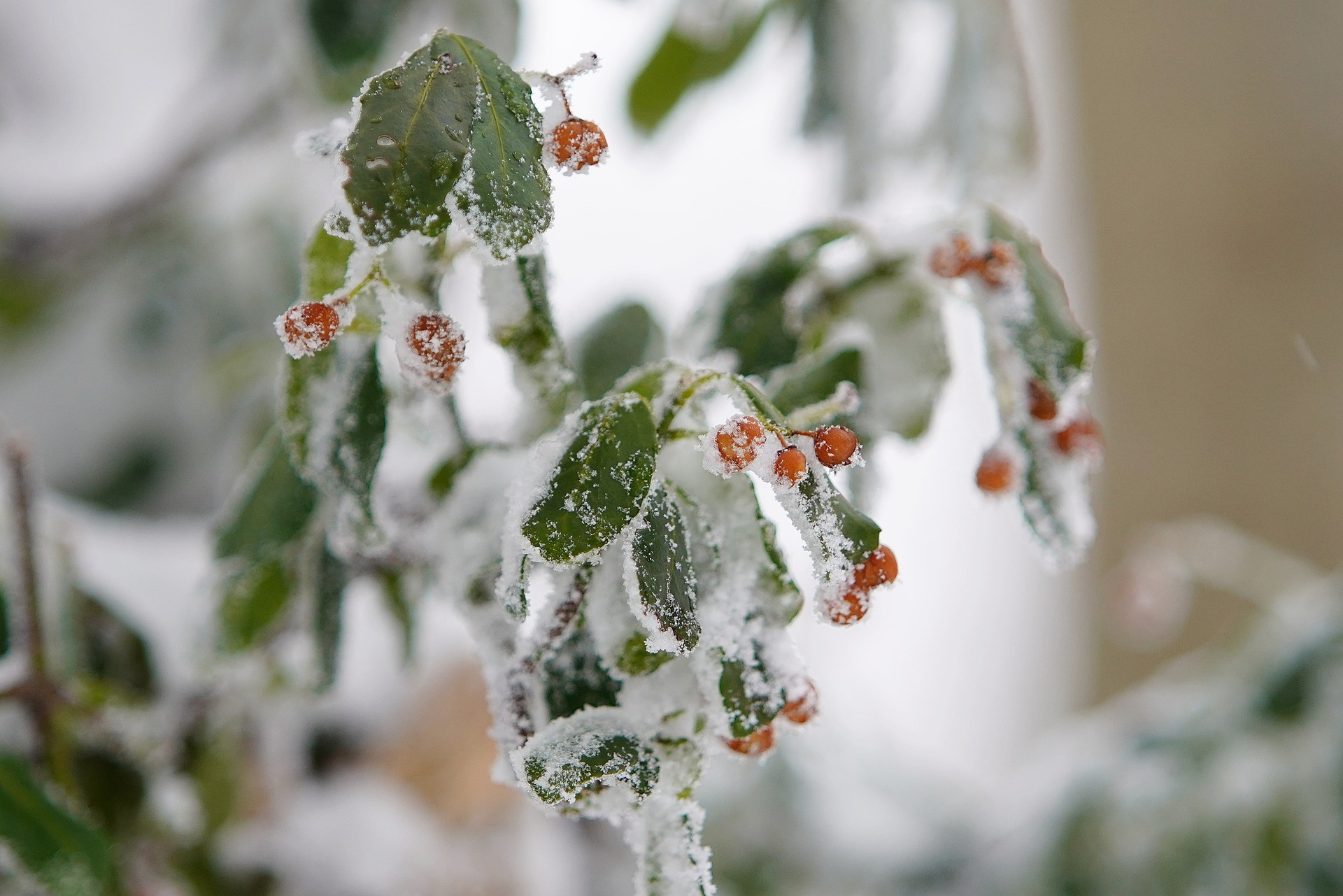 snow-4810728_1920