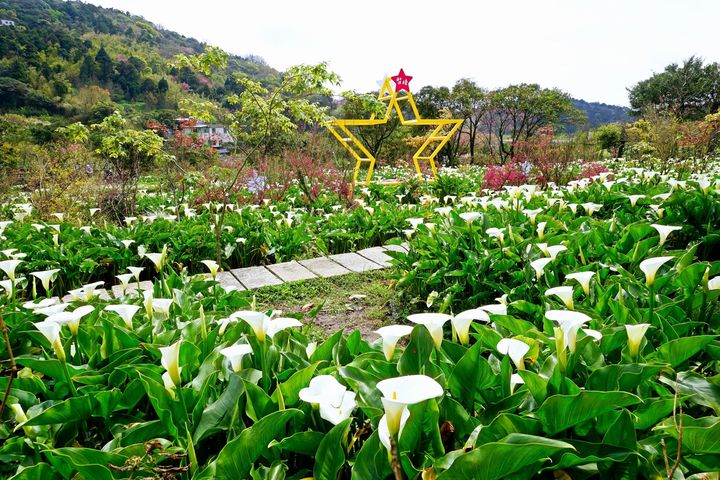 陽明山竹子湖海芋盛開,民眾春遊可前往觀賞。 圖:臺北市政府觀光傳播局/提供