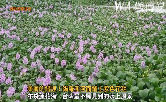 影／美麗的錯誤！貓羅溪河面鋪上紫色花毯　美景如水上薰衣草