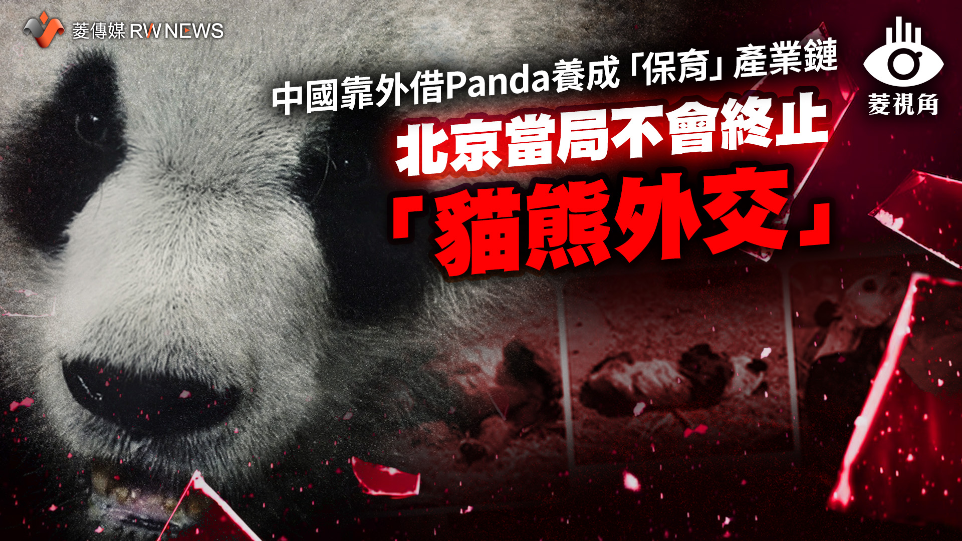 菱視角/中國靠外借Panda養成「保育」產業鏈 北京當局不會終止「貓熊外交」