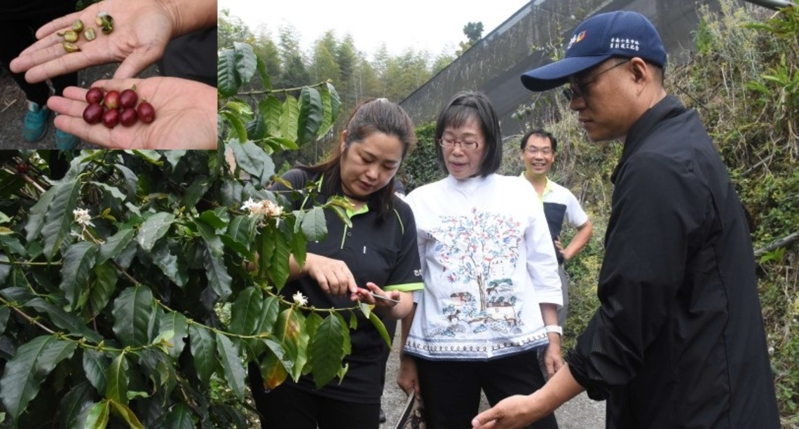 草嶺咖啡因乾旱逾半「胎死腹中」 縣府急邀農糧署會勘申報天然災害