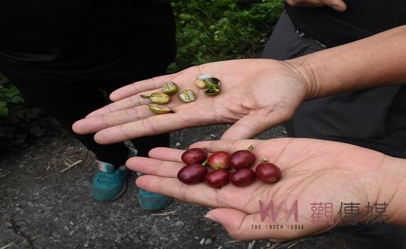 乾旱影響古坑咖啡產量銳減      果實紅通通生豆損傷黑麻麻