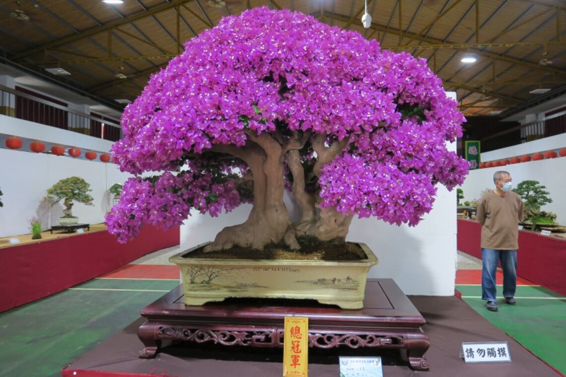 盆栽展中罕見楊桃作品 還得大獎