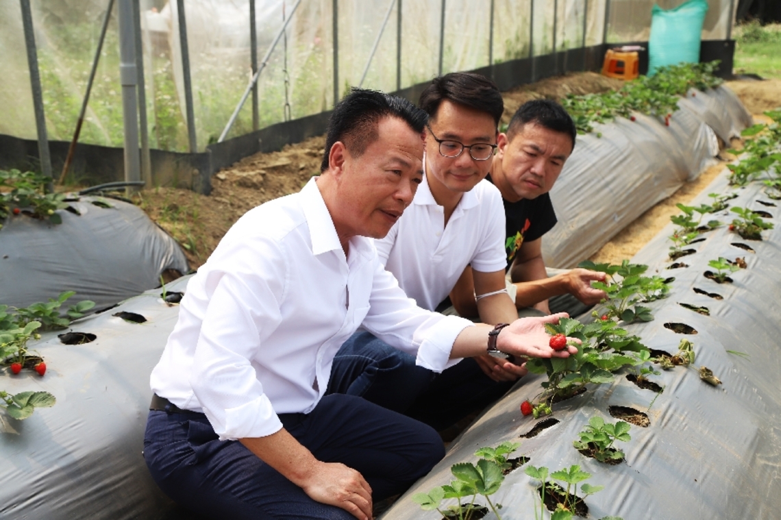 科技改變經營!智慧農業導入嘉義中埔幸福有機草莓農場