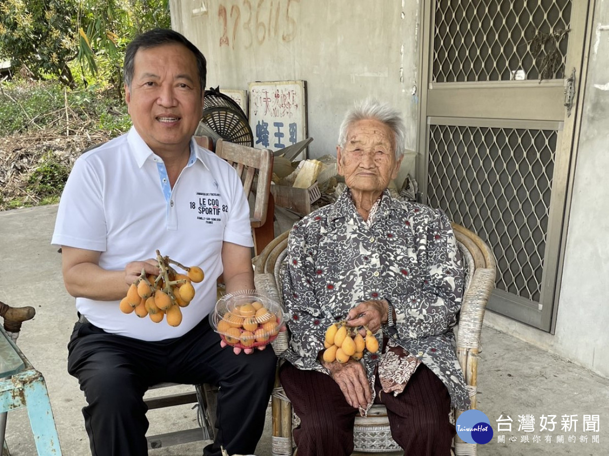 曾朝榮到太平枇杷阿嬤家拿起碩大甜美果實,呼籲大家跟阿嬤買枇杷,吃了有愛又健康!市議員曾朝榮提供