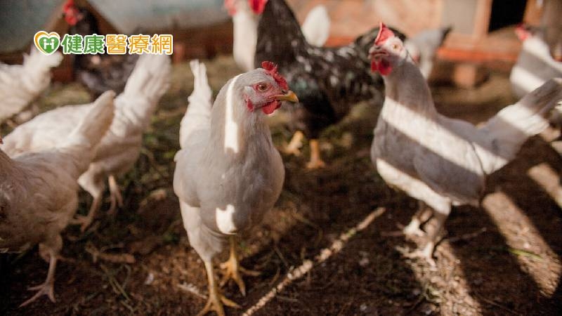 中國H3N8出現全球首例死亡! 羅一鈞提3原因不需再提高疫情警戒