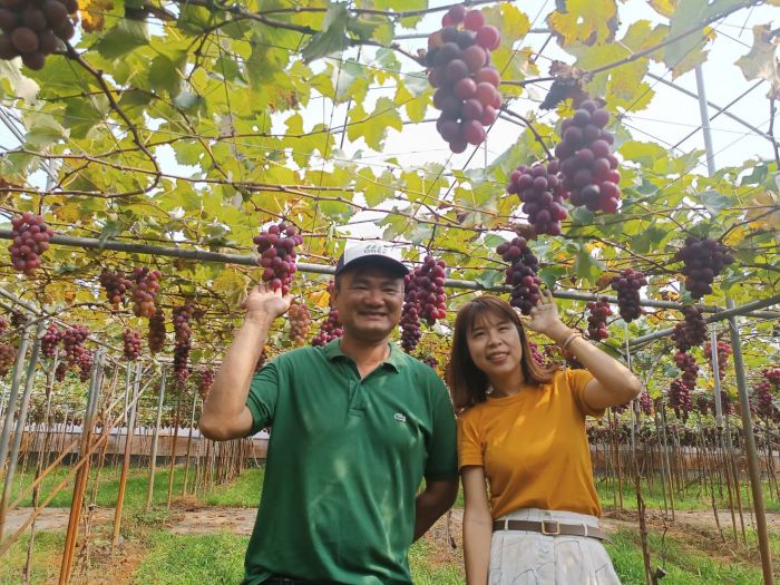 顛覆國人味蕾! 公主葡萄搶鮮上市口感令人驚豔