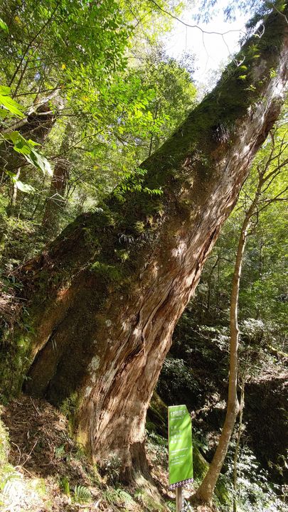 拉拉山與大雪山巨木完成樹齡鑑定 國家森林遊樂區十大巨木出列