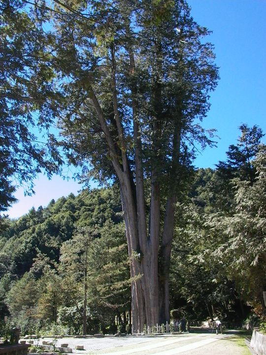 拉拉山與大雪山巨木完成樹齡鑑定 國家森林遊樂區十大巨木出列