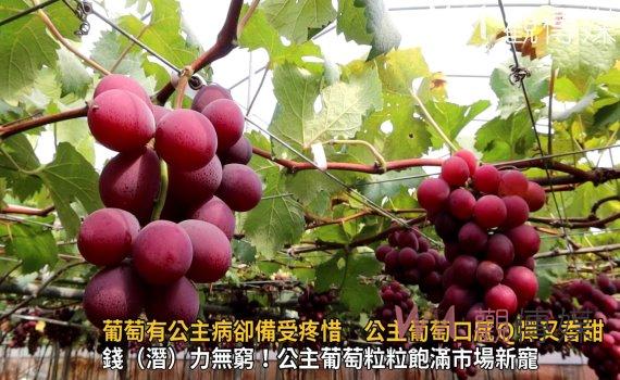 影/「鮮」!葡萄有公主病卻備受疼惜 公主葡萄口感Q彈又香甜