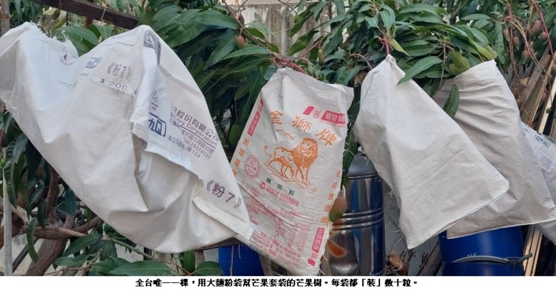 芒果套袋用大麵粉袋 全台唯一