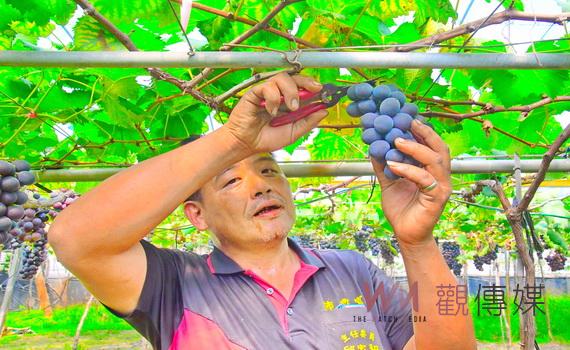 青農江伯彥的大數據科技栽種 永靖鄉早春葡萄FULL EAT登場