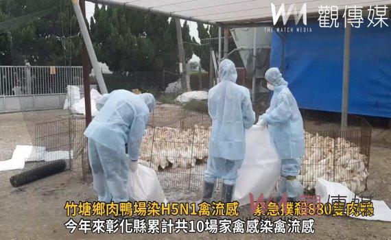 影／竹塘鄉肉鴨場染H5N1禽流感　緊急撲殺880隻肉鴨