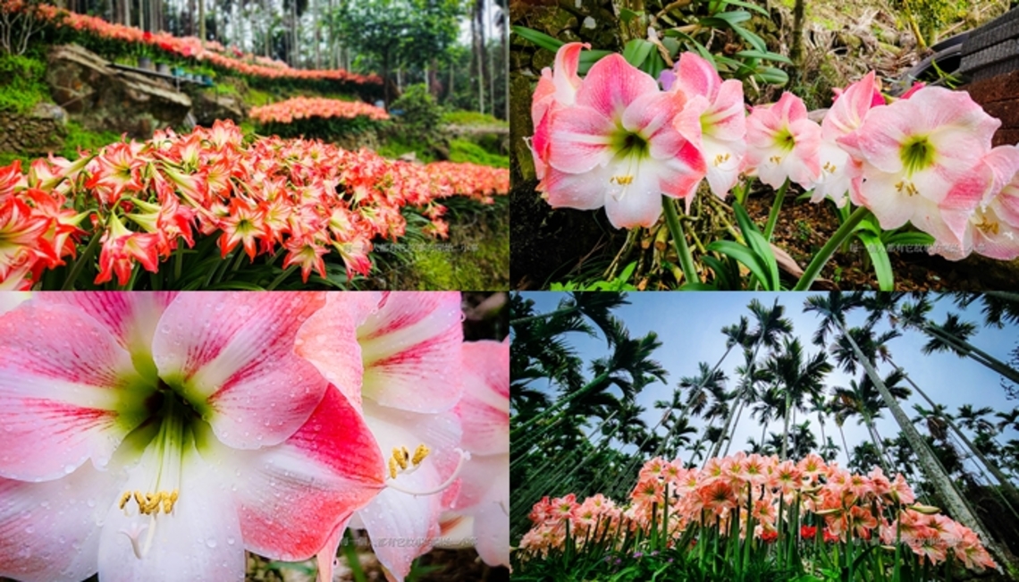 數大是美 孤挺花開爆整個小山坡 嘉義縣梅山鄉圳南村民遍植孤挺花成夢幻秘境