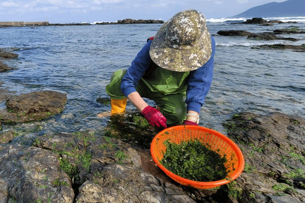快來嚐鮮吧!東北角海岸鵝仔菜美味又營養 59 海女正在採集鵝仔菜