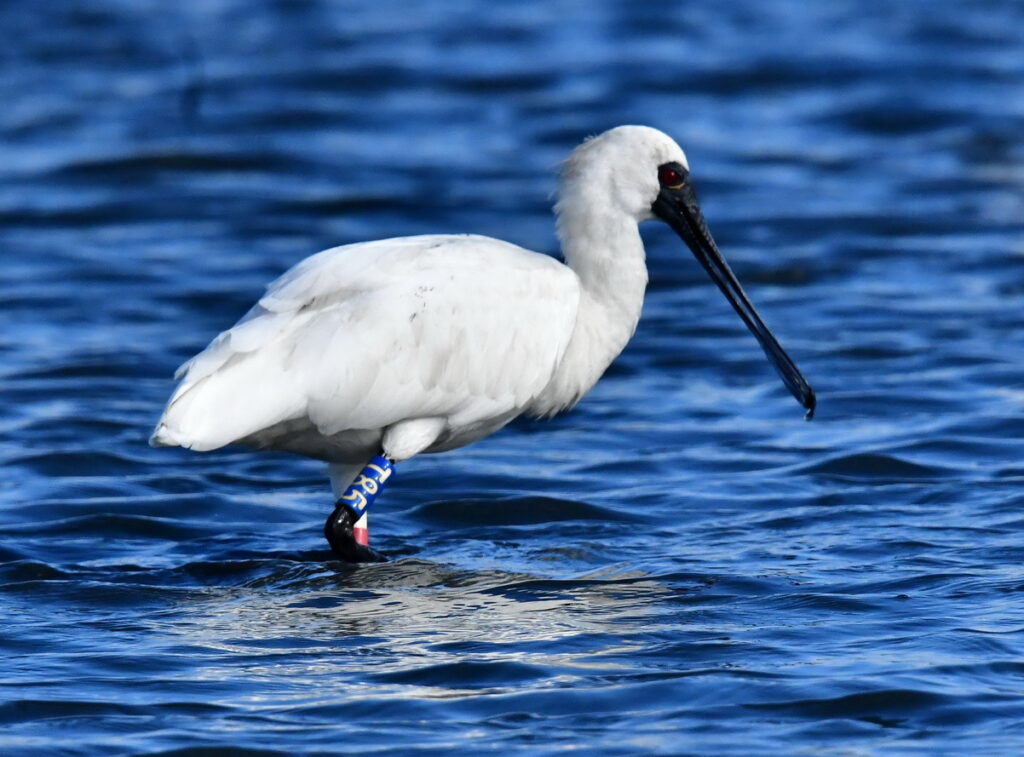 臺南市長黃偉哲頒獎3位尋獲任內野放傷癒黑琵鳥友