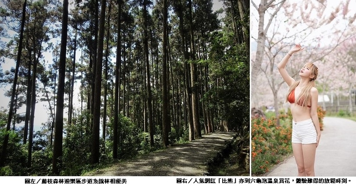 森濤再現 漫步藤枝國家森林公園 4/21起免預約入園