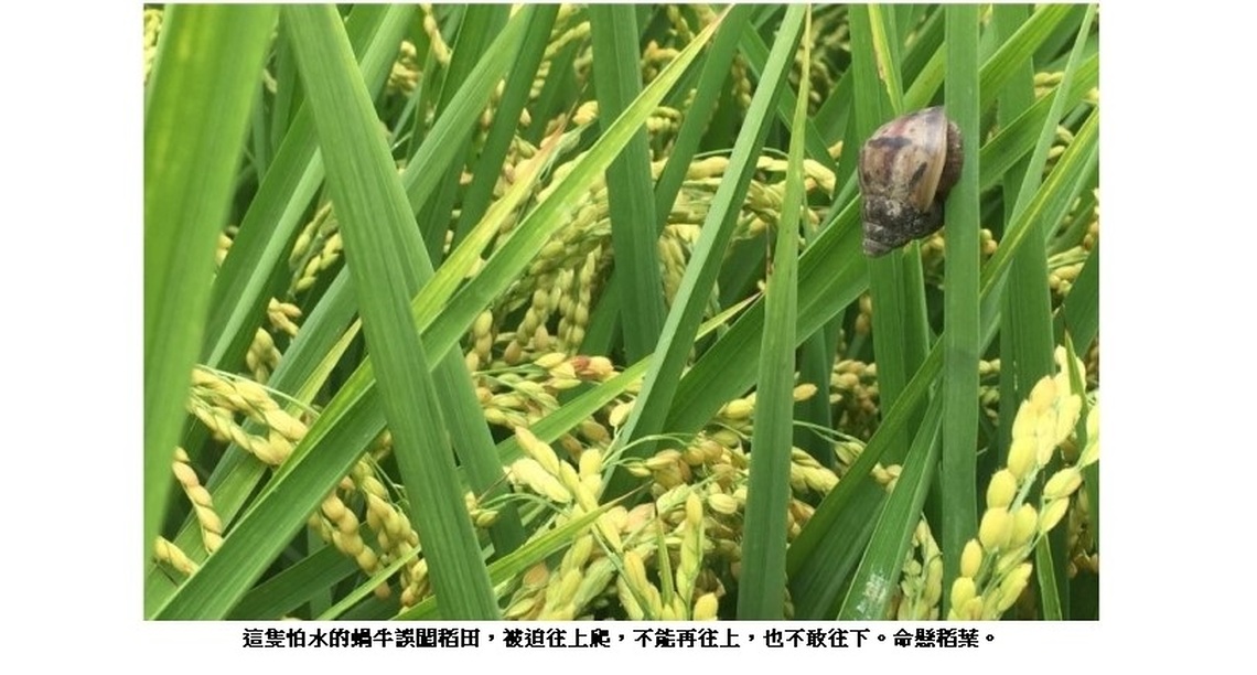 命懸稻葉的蝸牛