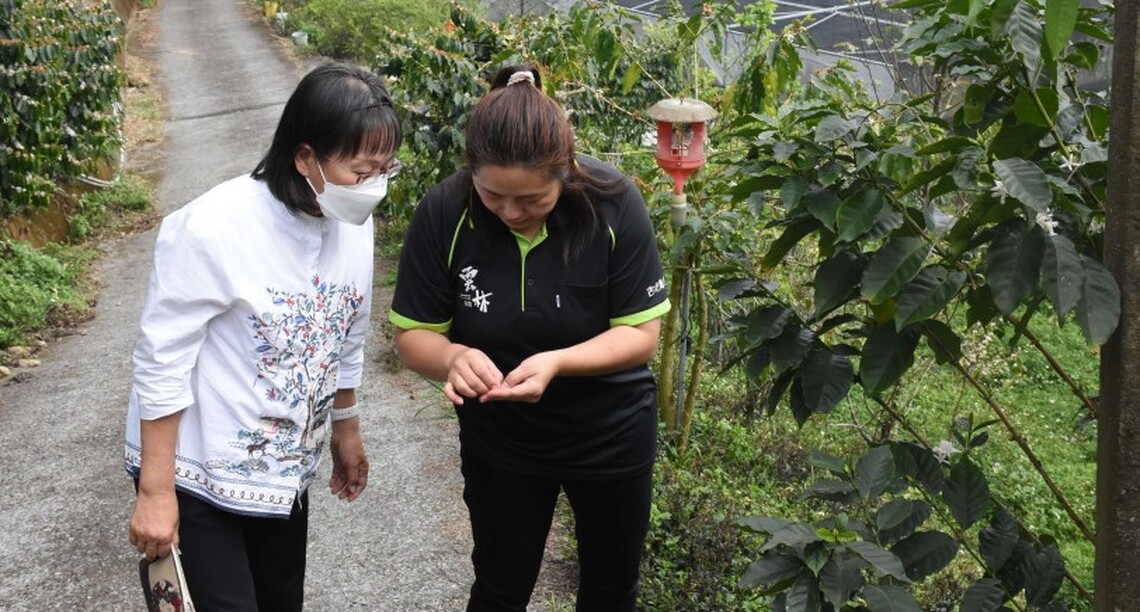 草嶺咖啡受乾旱影響果仁嚴重受損　雲縣府積極爭取獲中央公告救助