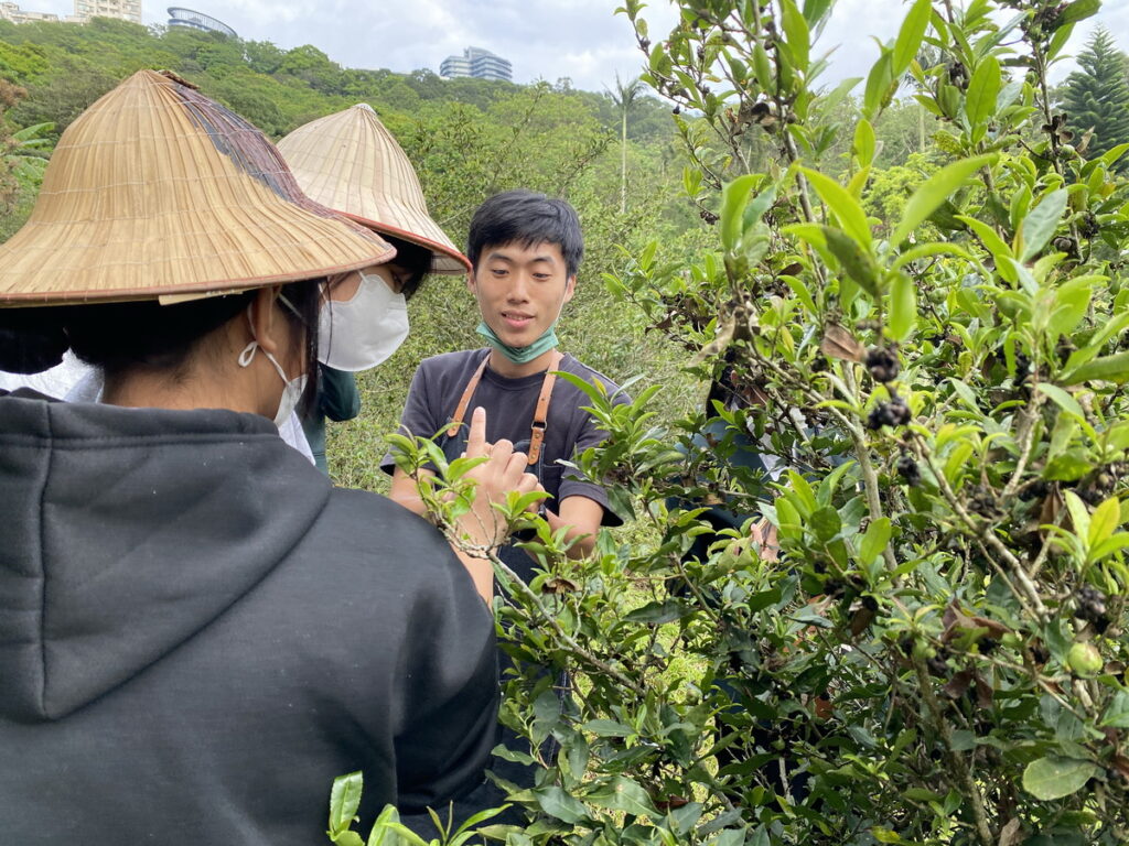 國中學生至茶園體驗挽茶技巧,並認識茶的相關知識。開平餐飲學校/提供
