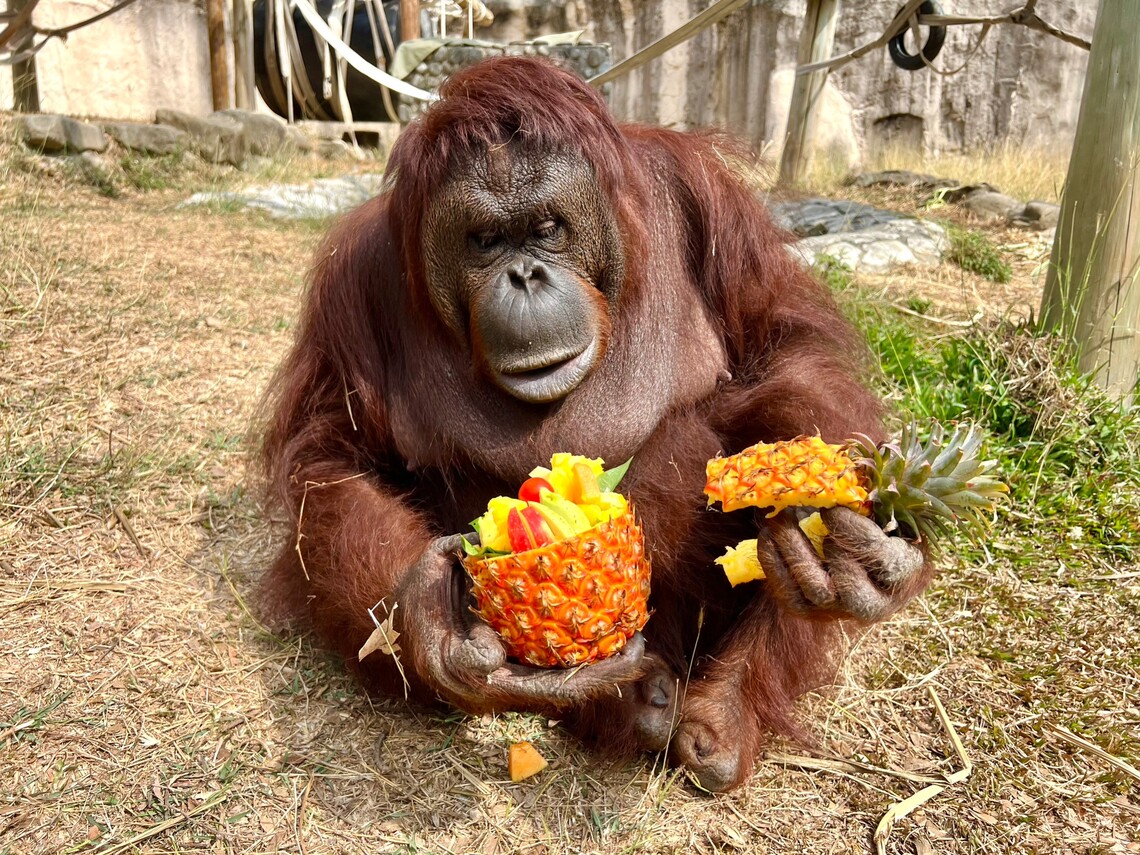 漾新聞|壽山動物園調整食譜讓可愛動物享用當季鳳梨好滋味