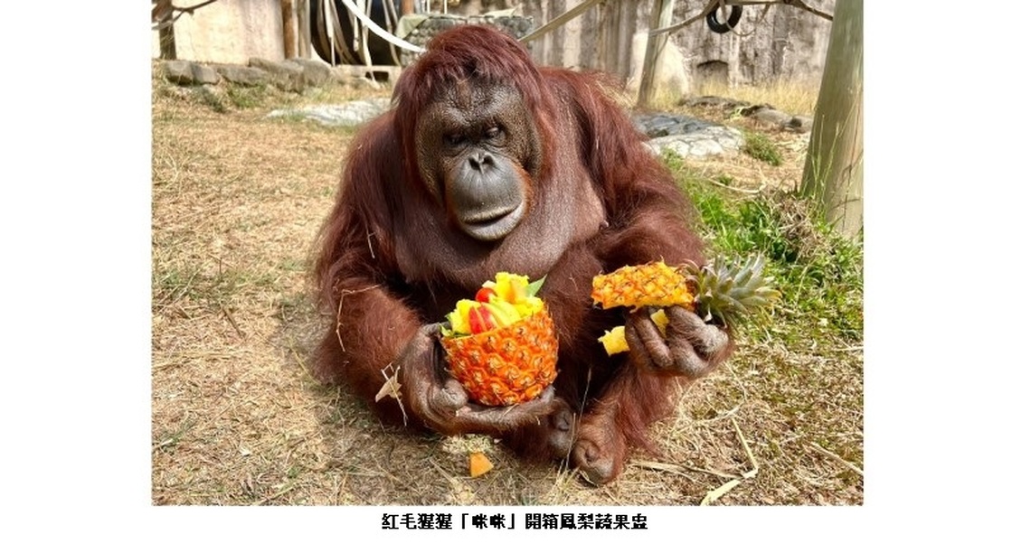 壽山動物園可愛動物享用當季鳳梨好滋味