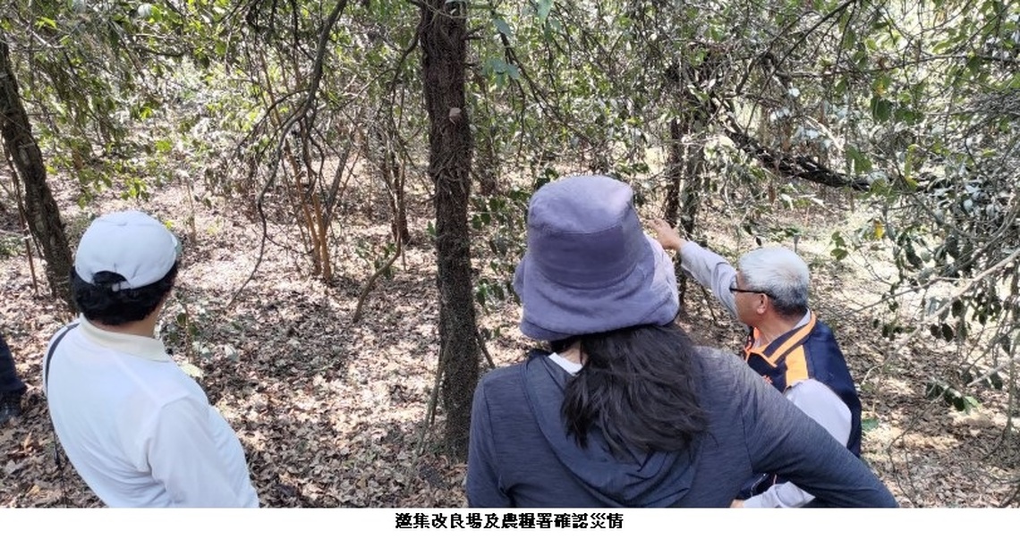 2-3月乾旱致災  愛玉子現金救助即起受理