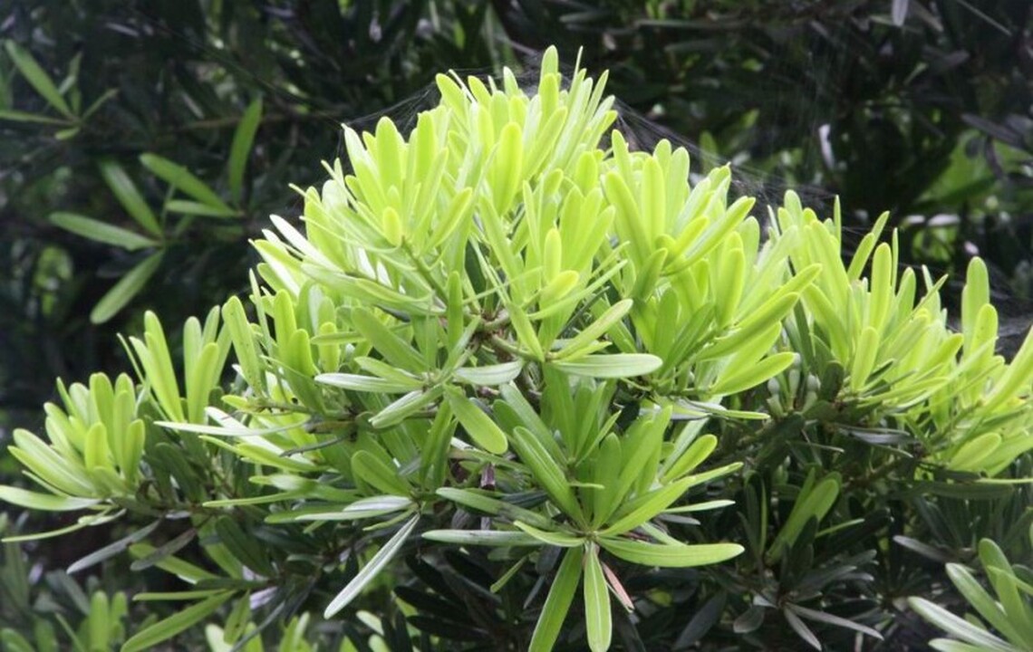 高鐵左營站明日贈送苗種   數量有限、送完為止