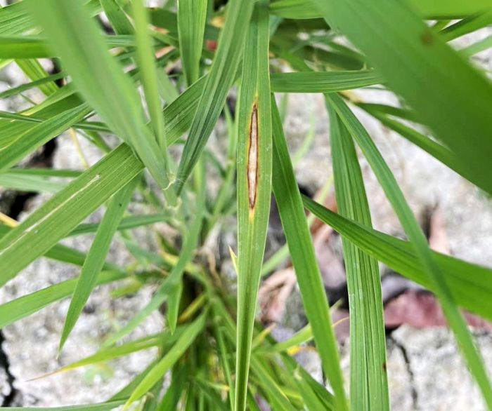 偶見水稻葉稻熱病 動植物防疫所籲加強防治工作