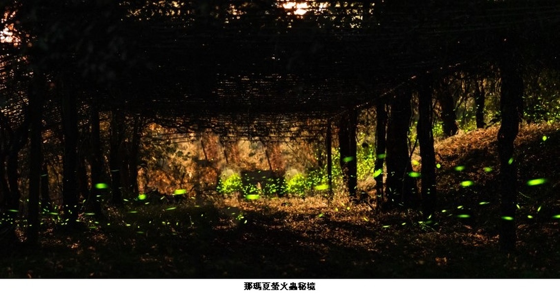 網紅帶玩甲仙那瑪夏秘境 魔幻螢光一期一會