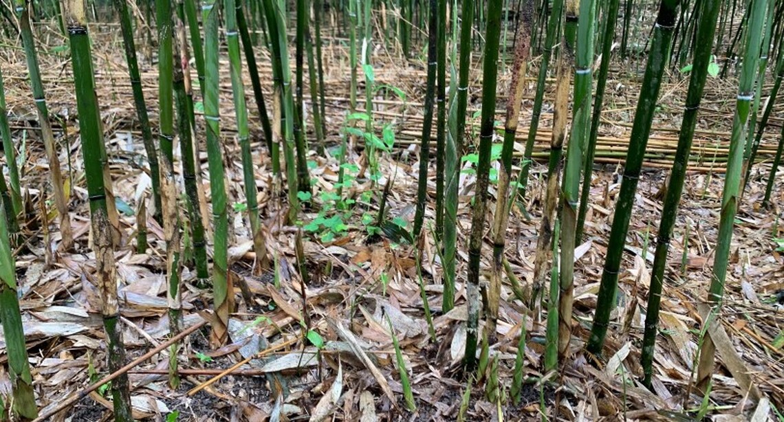 花蓮縣府組勘災小組現勘光復鄉箭筍乾旱、壽豐鄉西瓜寒害等受災情況 爭取現金救助