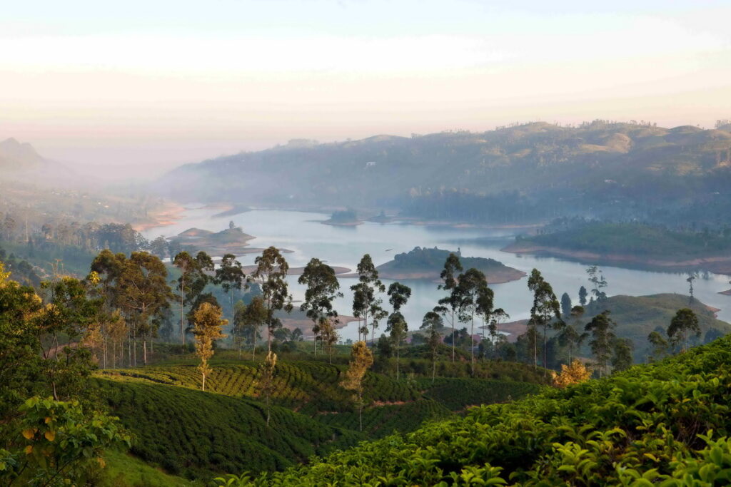 與阿聯酋航空一起探訪帝瑪茗茶發源地,一探錫蘭茶聖地斯里蘭卡翠綠無邊的茶園美景