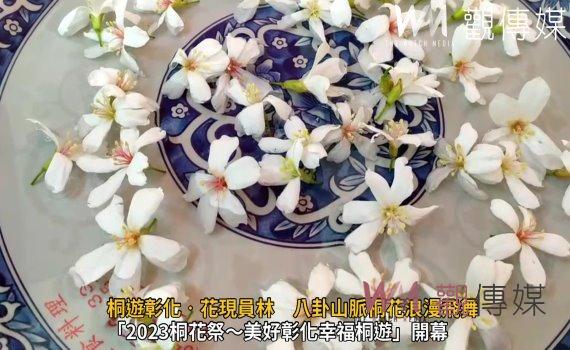 影／下雪了！桐遊彰化‧花現員林　八卦山脈桐花浪漫飛舞