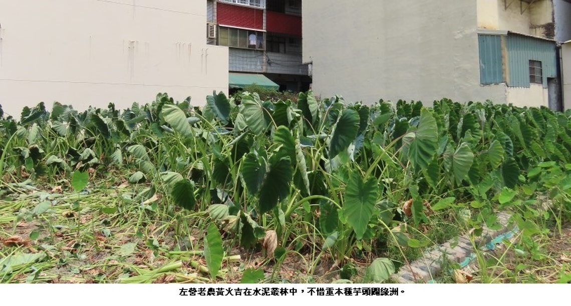 左營老農黃火吉不惜重本拿黃金建地種芋頭
