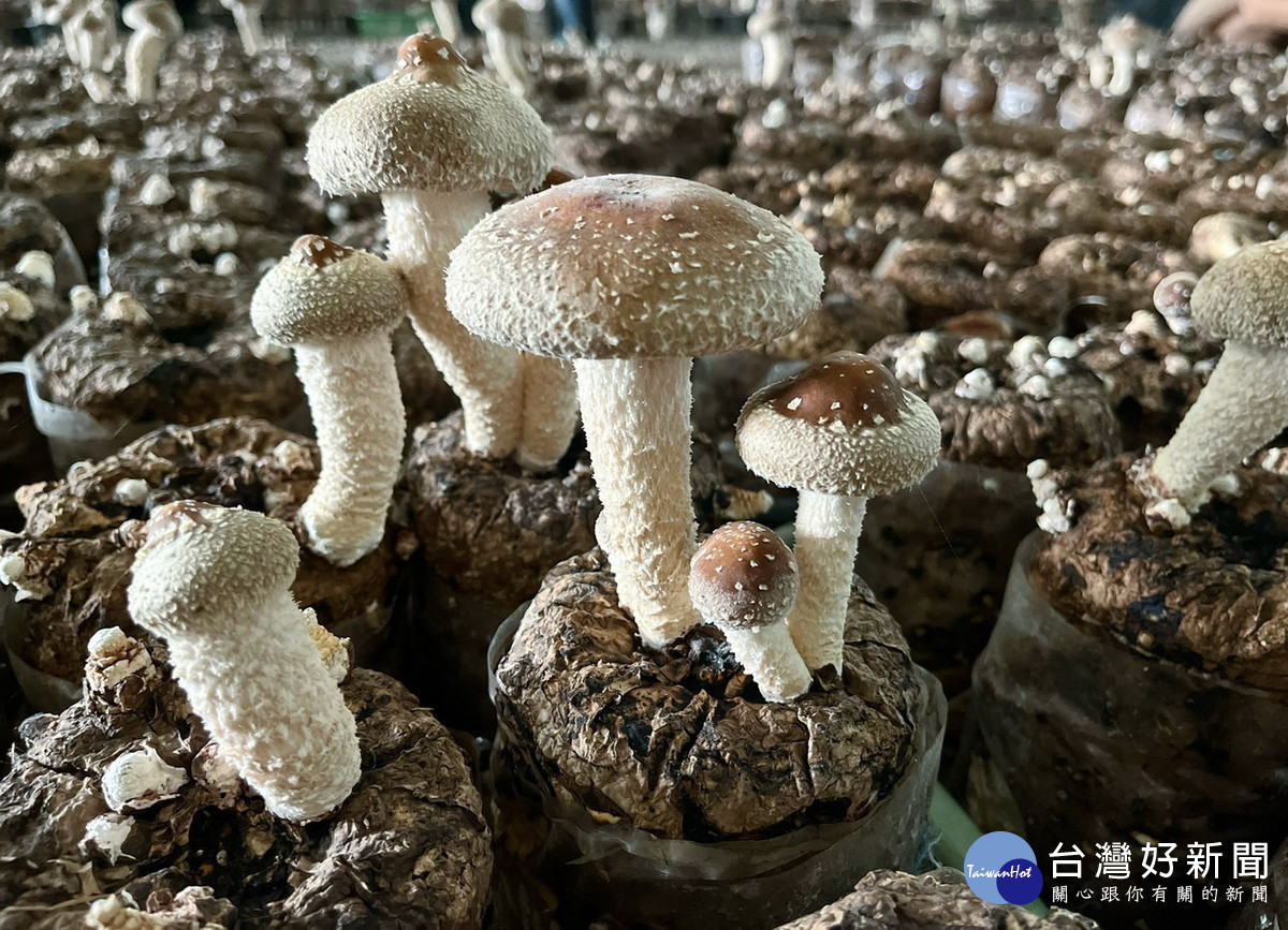 竹山鎮鯉魚社區栽培香菇品質不錯。（竹山公所提供）