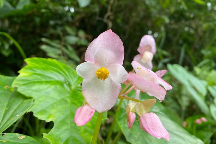 綠色旅遊/花蓮鯉魚潭民俗植物環教課程開放預約