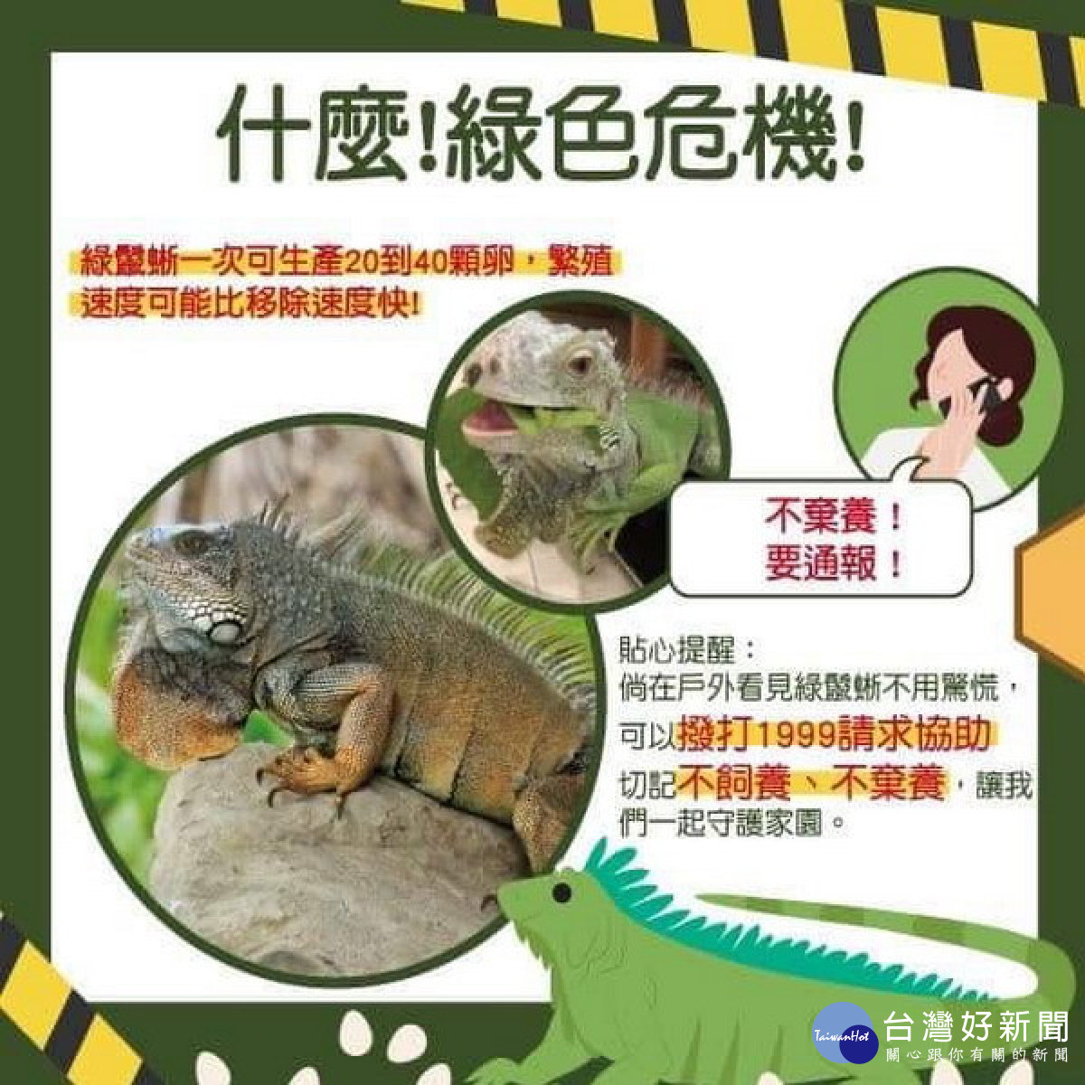 ▲綠鬣蜥大軍入侵衛武營公園，高市府呼籲民眾若發現應通報1999處理。