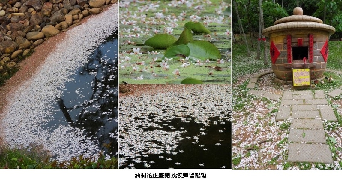 油桐花正盛開 沈俊卿留記憶
