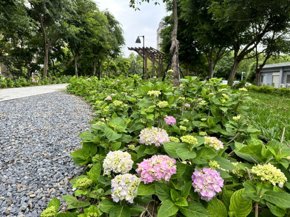 繡球花由一朵朵小花聚集而成,有團聚、圓滿的花語,歡迎大家一起來賞花