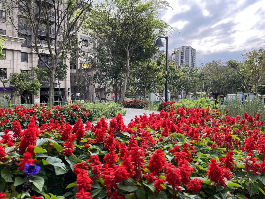 火熱鮮紅、葉色翠綠的一串紅,展現北大特區初夏之美