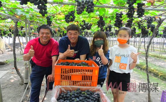 打響彰化優鮮蔬果名號 溪湖葡萄園湧入台北遊客專程南下採摘