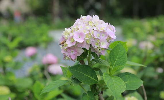 繡球花開了!北大污水廠旁草花公園29日開放