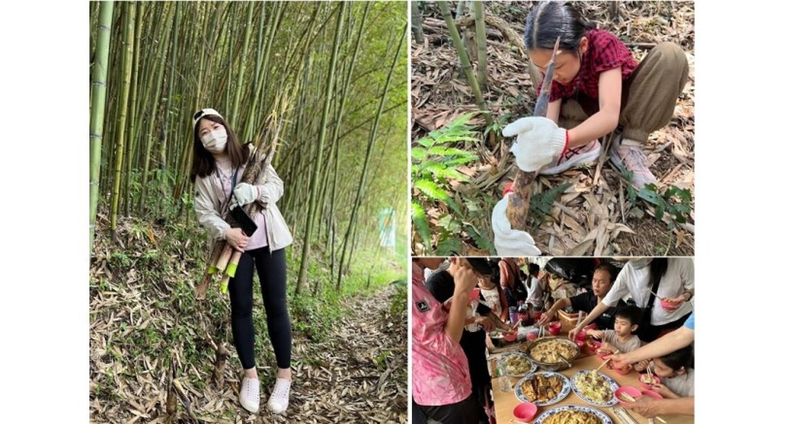 復興區桂竹筍採筍趣 有機無毒安心享用