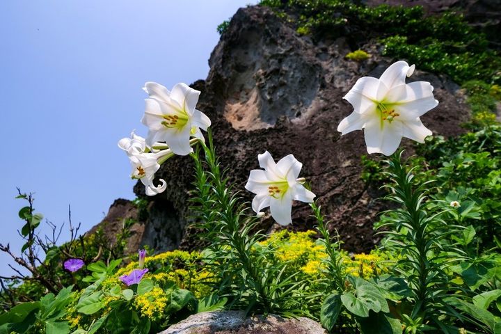 基隆嶼鐵炮百合正盛開。 圖:基隆市政府觀光及城市行銷處/提供