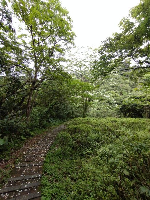遇見基隆最美的季節!螢光閃閃、桐花秘境大公開