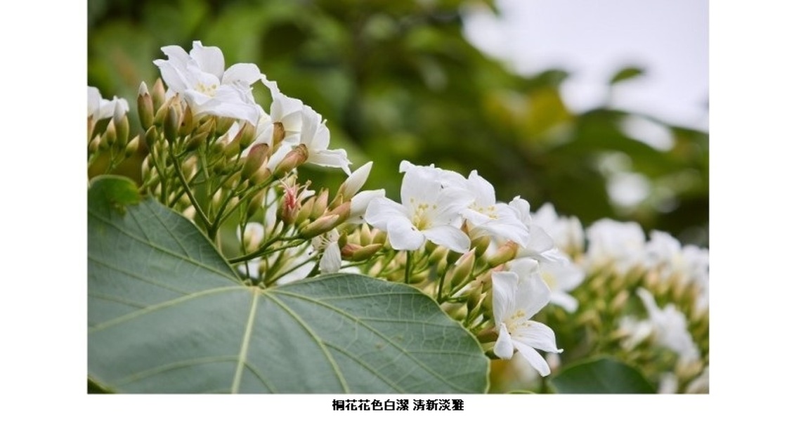 桐花季來臨 五月雪現蹤石碇桐花步道